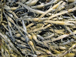 Seaweed