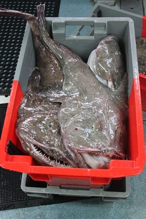 Monkfish