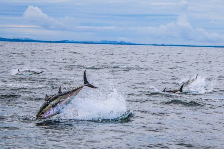 Bluefin Tuna, Donegal Bay. Photo courtesy of David Morrissey and Inland Fisheries Ireland.