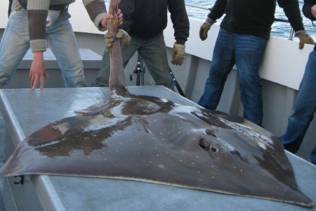 Common Skate. Pic Mark Gannon.
