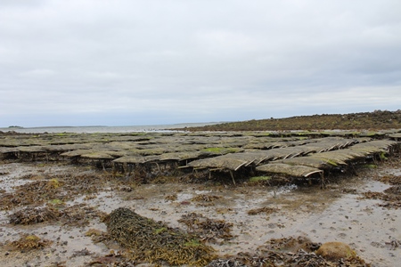 Oyster Farm.