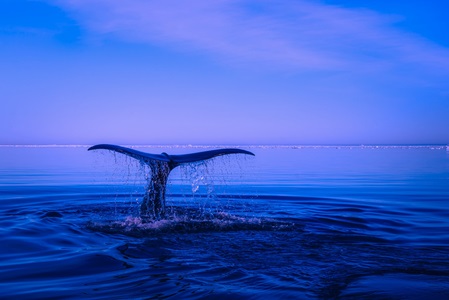 EU project launched to help reduce bycatch of protected and endangered Atlantic species