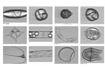 Phytoplankton