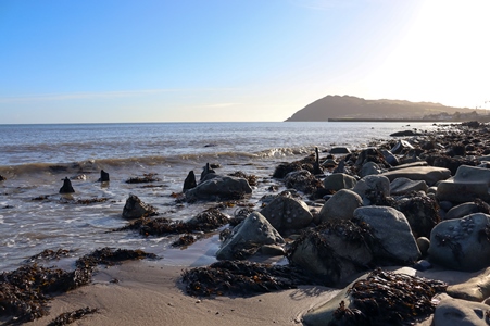 Seaweed on the seashore, Bray, Co. Wicklow