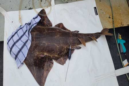 The male angel shark tagged by the Marine Institute with a Pop-up satellite archival tag (PSAT) in Tralee Bay