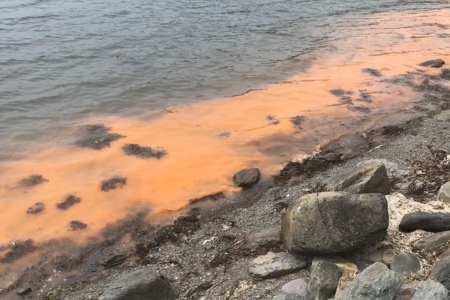 Bloom of Noctiluca scintillans in the South-West