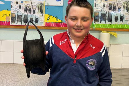 Local student Rocco Stallard (Aughacasla National School) found a giant mermaid’s purse