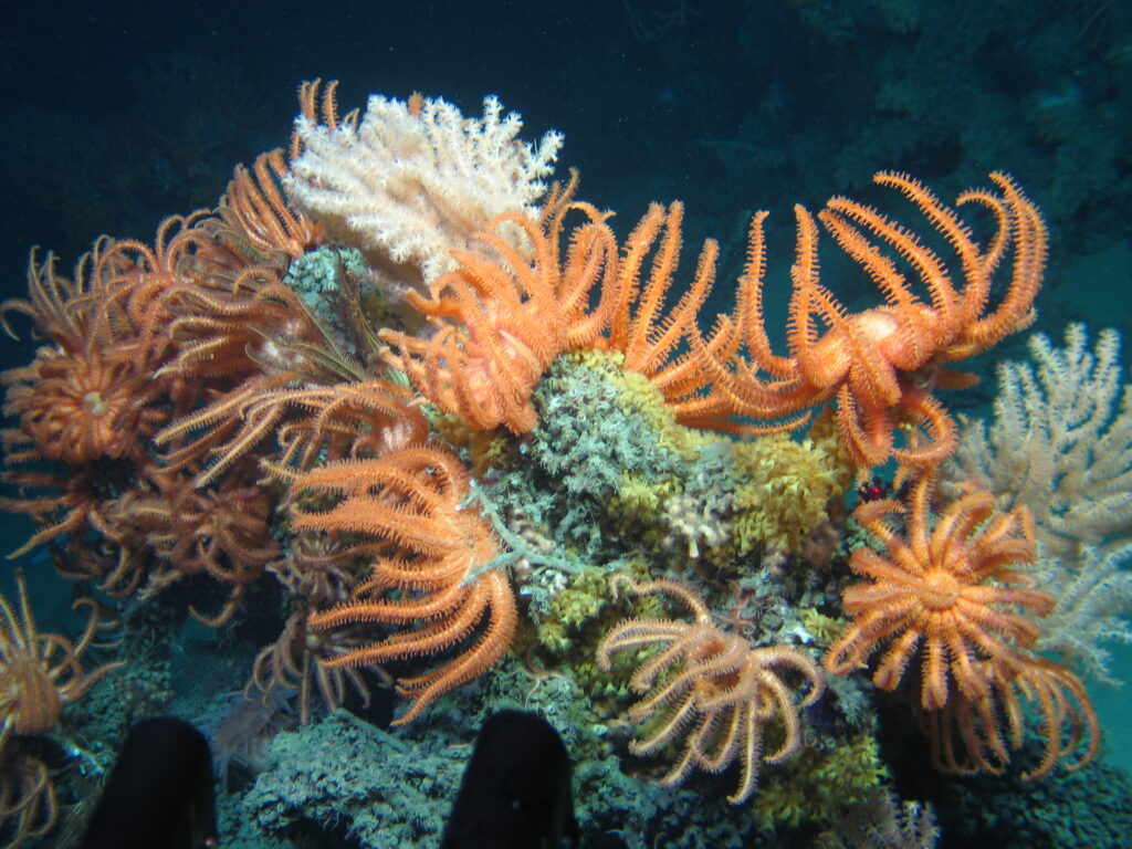 Underwater image of orange brisingids on coral