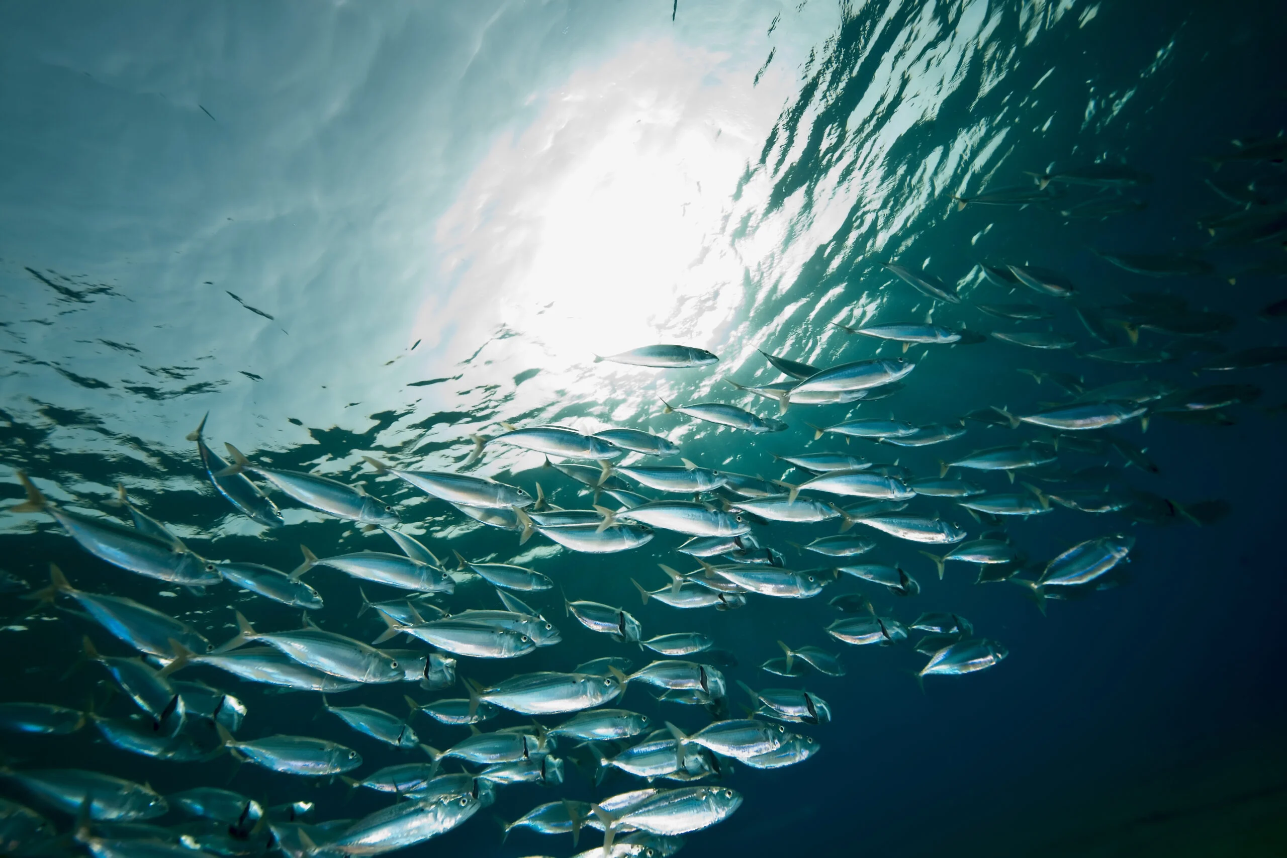 Fish swimming underwater