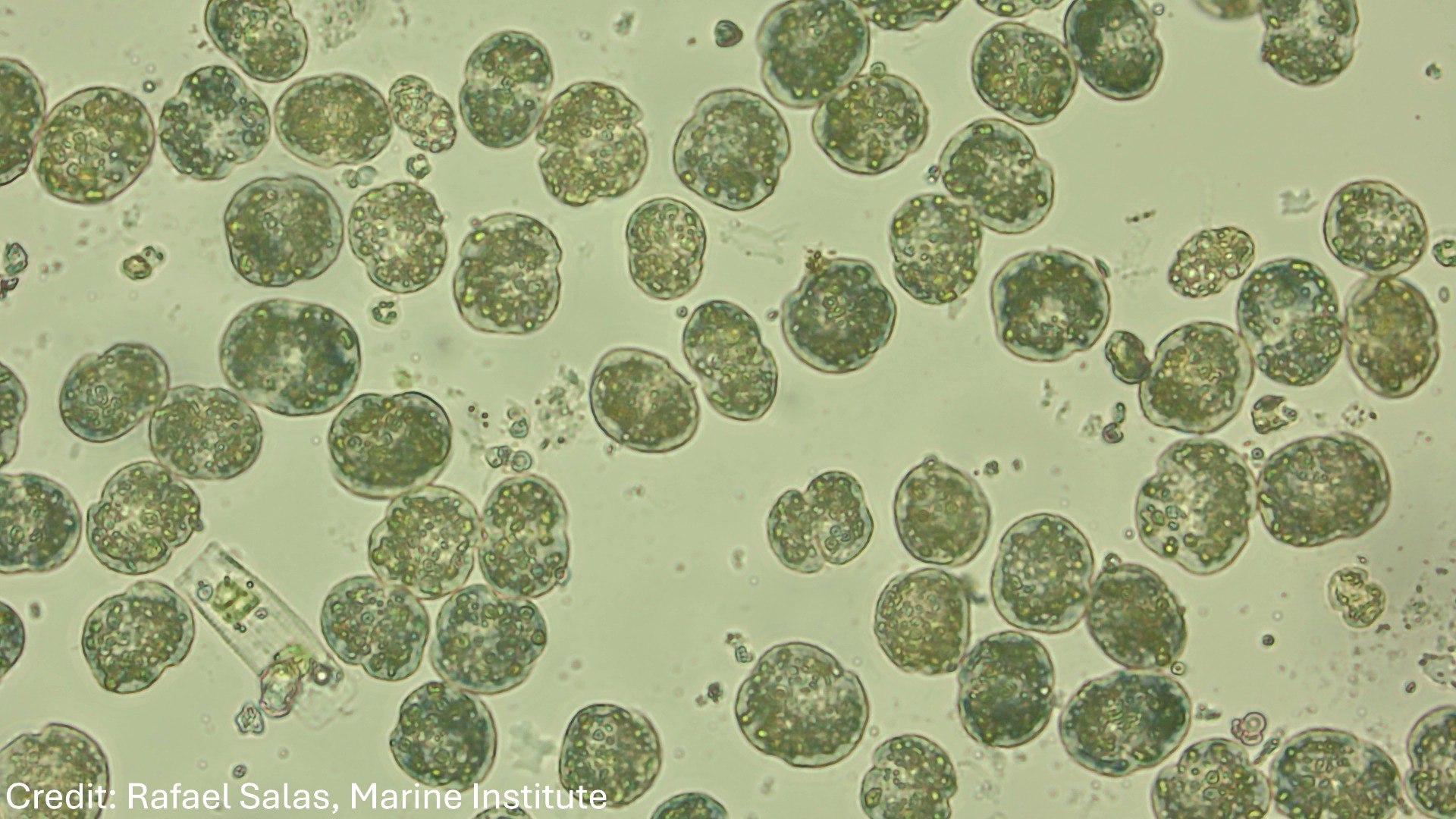 Karenia mikimotoi cells