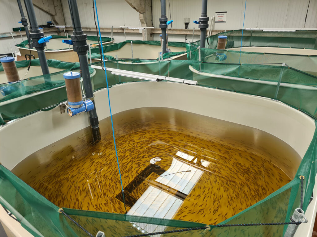 Indoor recirculating aquaculture tanks containing many small fish, with pipes and filtration equipment above.