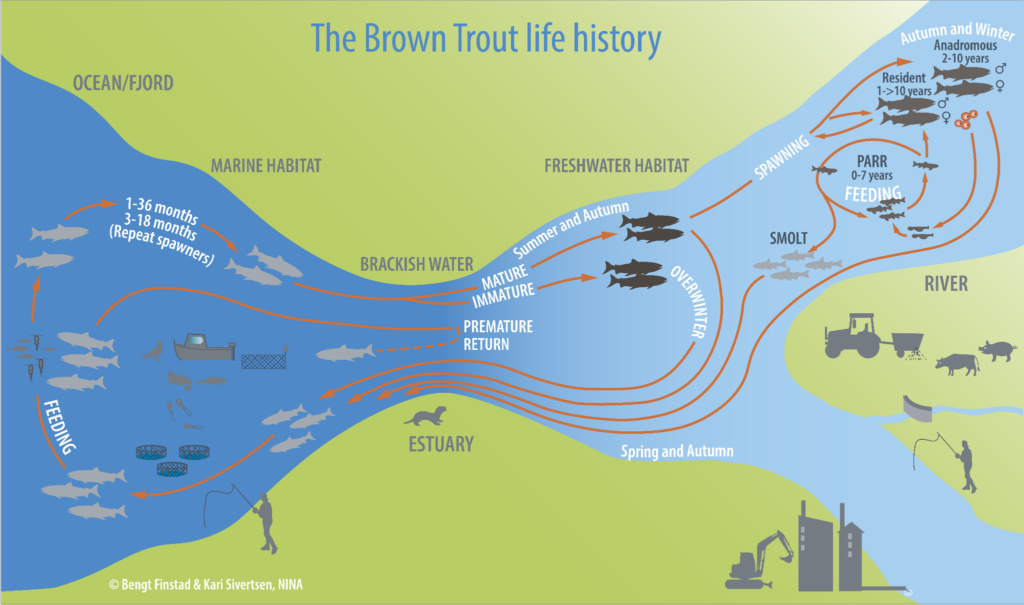 Brown trout life-cycle diagram showing parr developing into smolts and migrating between river, estuary and marine habitats, with resident and sea-going adults returning to spawn.