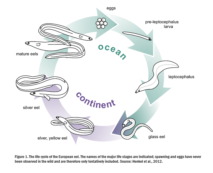 Circular European eel life-cycle diagram showing eggs, pre-leptocephalus larva and leptocephalus in the ocean, followed by glass eel, elver or yellow eel, silver eel and mature eel stages associated with the continent.