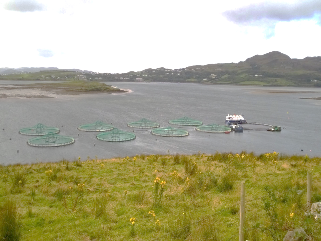 Circular salmon pens and service vessels in a sheltered coastal bay, viewed from a grassy hillside.