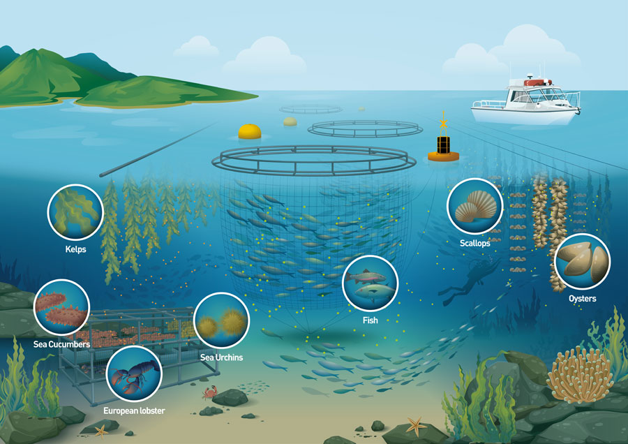 Diagram of an integrated multi-trophic aquaculture site with fish pens, kelp lines, shellfish and seabed species.