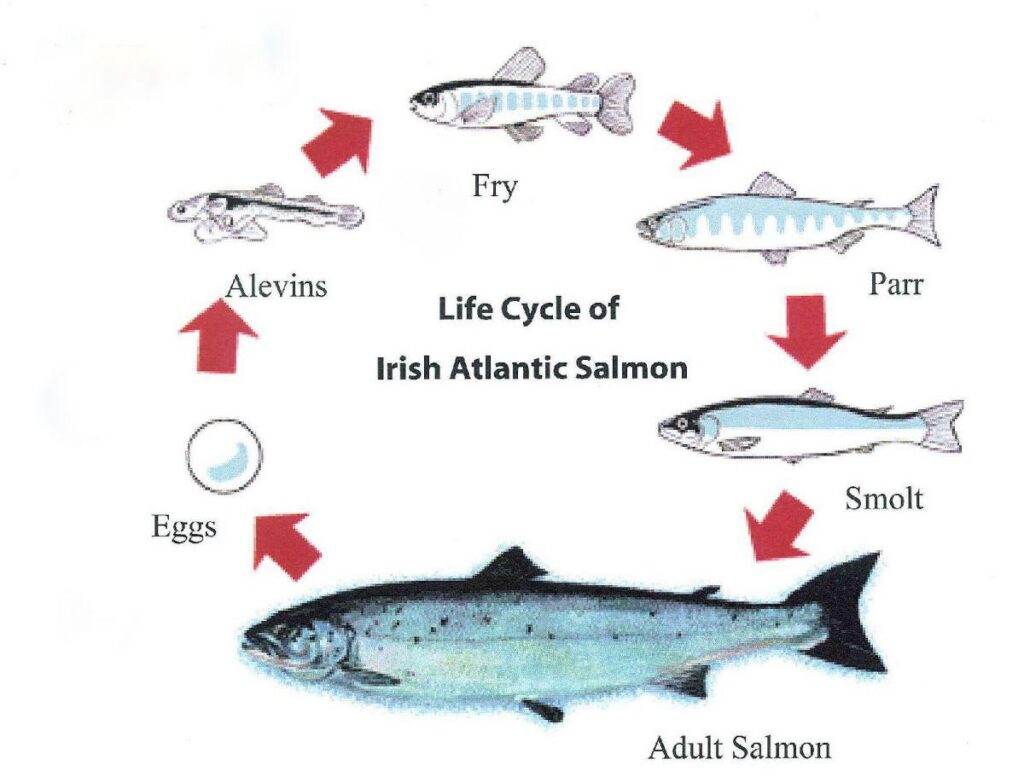 Diagram of the Irish Atlantic salmon life cycle: eggs develop into alevins, fry, parr, smolts and adult salmon, which produce eggs to restart the cycle.