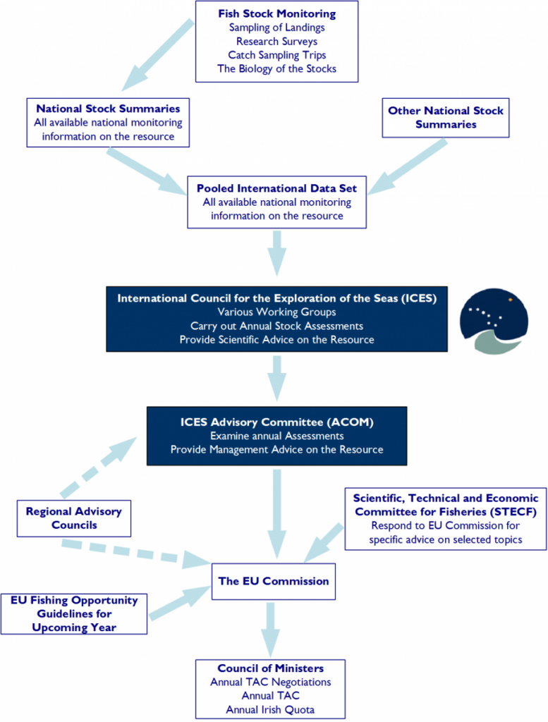 Flowchart of the annual TAC process, from fish stock monitoring and pooled international data through ICES advice, the European Commission and Council of Ministers.