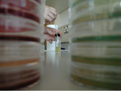 Laboratory worker handling a liquid sample in a tube between stacks of Petri dishes.
