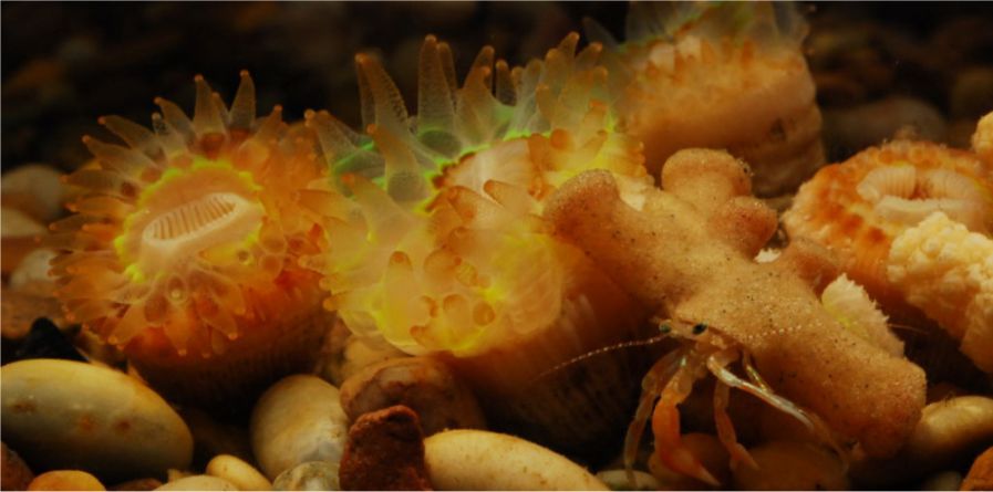Small crab among orange anemones and sponges on a pebble-covered seabed.